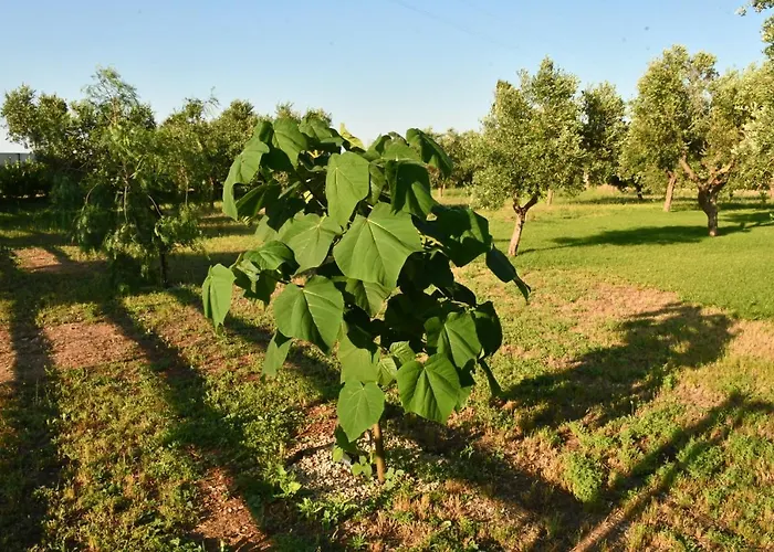 Tenuta Corano 农家乐 Nardò